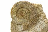 Jurassic Ammonite (Parkinsonia) Fossil - France #301626-1